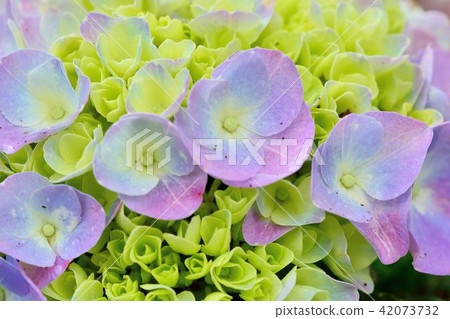 繡球花綻放於夏天的背景,在台灣. 42073732