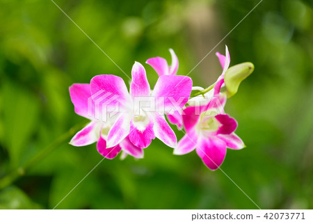 Pink cultivated orchid on green nature background Pink cultivated orchid on green nature background 42073771