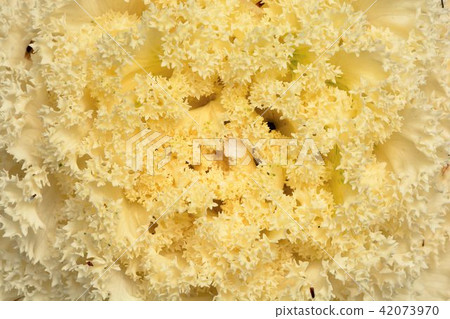 Kale (Brassica oleracea var. sabellica L., English abbreviation: Kale 42073970