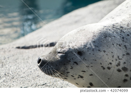seal  42074099