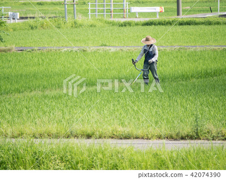 Mowing of paddy field ridges 42074390
