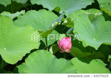 Lotus flower  42075028
