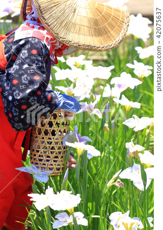Formation of Saotome in Yokosuka Shobuen Garden Formation of Saotome in Yokosuka Shobuen Garden 42075637