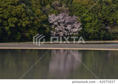 在稻田反射的一棵櫻桃樹 在稻田反射的一棵櫻桃樹 42075937