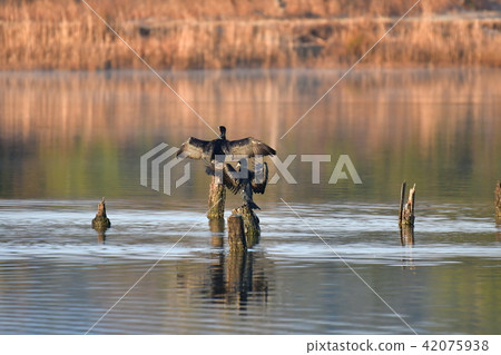 展開的羽毛展開 42075938