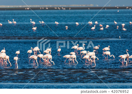 Rosy Flamingo colony in Walvis Bay Namibia 42076952