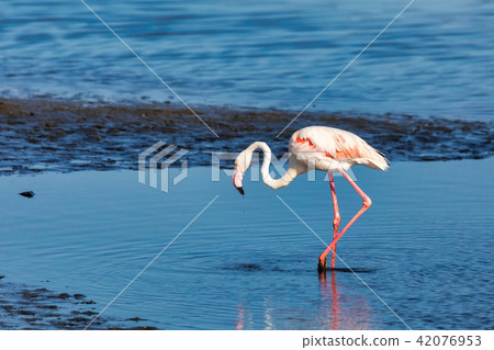 Rosy Flamingo colony in Walvis Bay Namibia 42076953