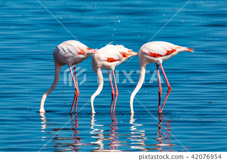Rosy Flamingo colony in Walvis Bay Namibia 42076954