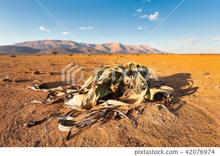 Welwitschia mirabilis desert plant, Namibia 42076974