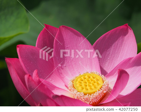 Ancient lotus 42077250