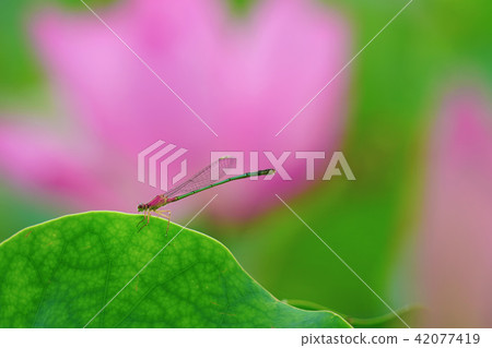 線程骨頭 42077419