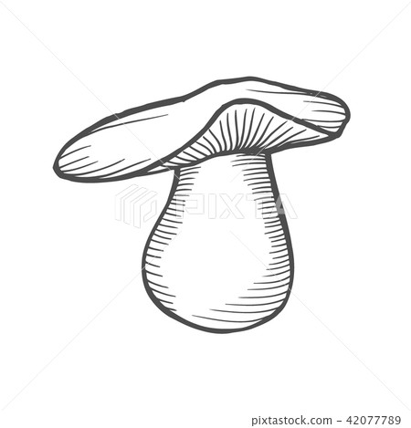 Fairy Ring Mushroom 42077789