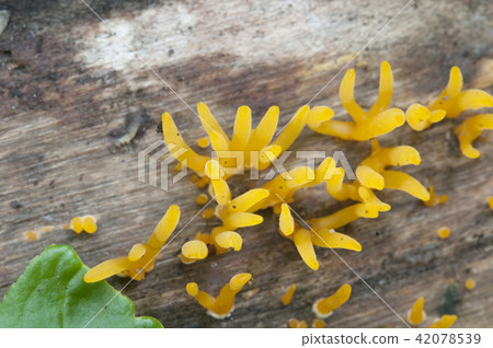 Calocera cornea mushrooms 42078539
