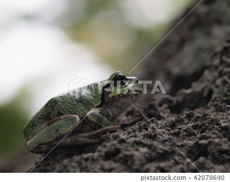 Amagawa leaves on the rock 42078690