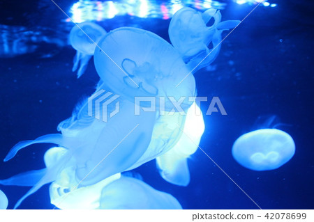 籠子 籠子 42078699