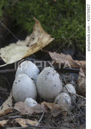 Coprinus atramentarius mushrooms Coprinus atramentarius mushrooms 42078927