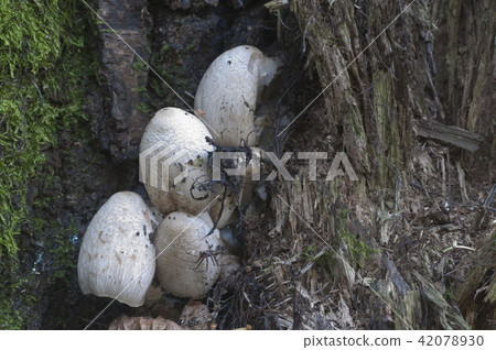 Coprinus atramentarius mushrooms 42078930