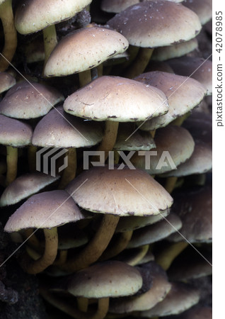 Hypholoma lateritium on a stump Hypholoma lateritium on a stump 42078985