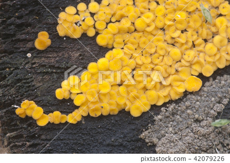 Bisporella citrina [Calycella citrina] 42079226