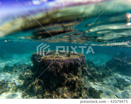 tower corals of polynesia cook island underwater 42079475