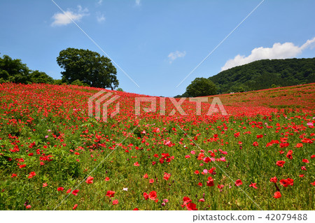 Poppies of the sky # 48 Poppies of the sky # 48 42079488