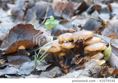 Flammulina velutipes mushrooms 42079548