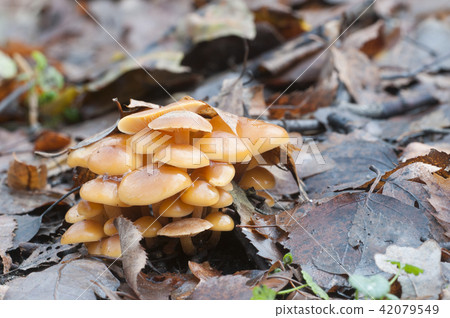 Flammulina velutipes mushrooms 42079549