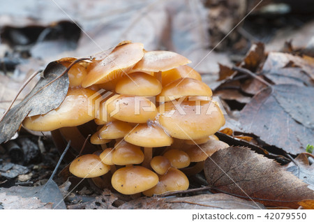 Flammulina velutipes mushrooms 42079550