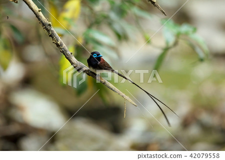 長尾小鸚鵡 長尾小鸚鵡 42079558