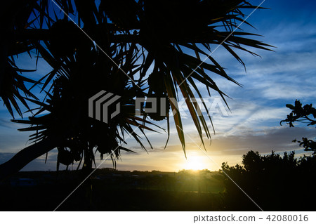 Tropical Sunrise Silhouette Tropical Sunrise Silhouette 42080016
