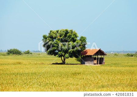 house near tree in flowering rice field. house near tree in flowering rice field. 42081831