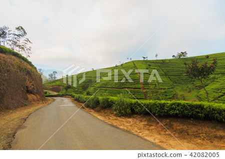 tea plantations high in the mountains 42082005