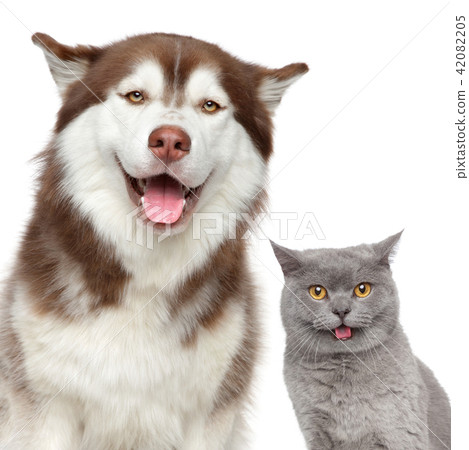 Happy pets. Husky dog and British cat 42082205