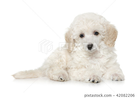 White toy poodle puppy on white background 42082206