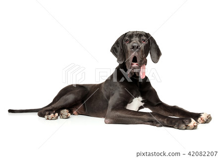 Great Dane lying on white background 42082207