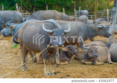 Livestock, herd of buffalo, Tahiland 42082977