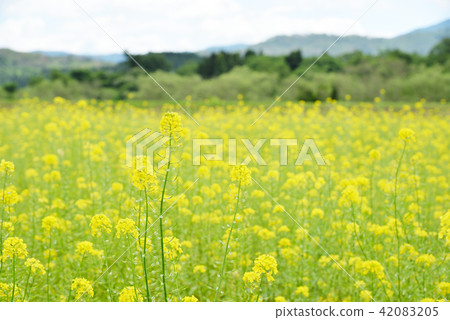 Iwate Seiyo mustard mustard field in early summer Iwate Seiyo mustard mustard field in early summer 42083205