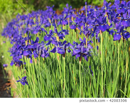 J  - 曼鳶尾花 42083306