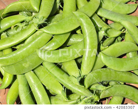 豌豆的收穫 42083307