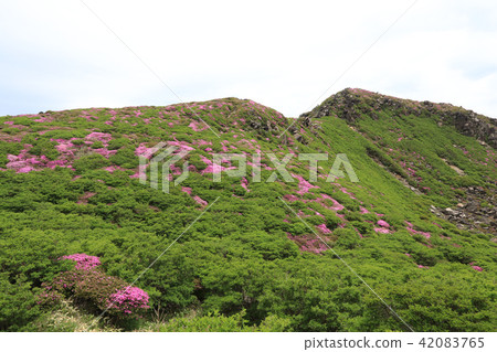 Miyama Kirishima Blooms Kuju Mountain Range - Naka-dake Miyama Kirishima Blooms Kuju Mountain Range - Naka-dake 42083765