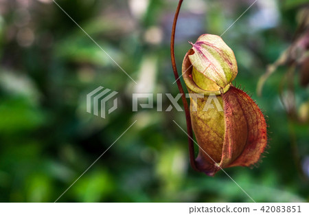 Close up a small Nepenthes in tropical forest Close up a small Nepenthes in tropical forest 42083851