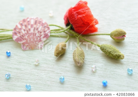 Hinagishi (Chirley Poppy Coclico Amapola) 42083866