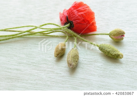 Hinagishi（Chirley Poppy Coclico Amapola） 42083867