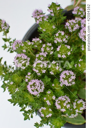 Time flowers Time flowers 42084162