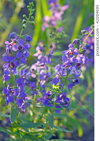 Angelonia Angelonia 42084695
