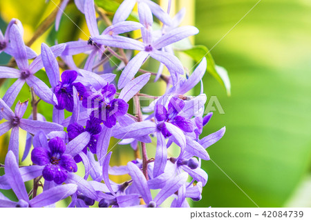 Beautiful Purple flowers in garden,Sandpaper Vine Beautiful Purple flowers in garden,Sandpaper Vine 42084739