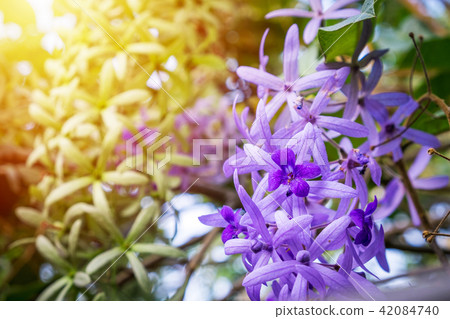 Beautiful Purple flowers in garden,Sandpaper Vine 42084740