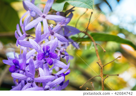 Beautiful Purple flowers in garden,Sandpaper Vine Beautiful Purple flowers in garden,Sandpaper Vine 42084742