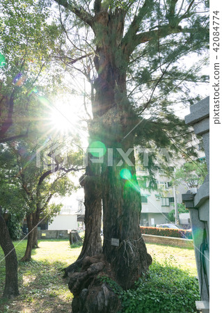 亞洲台灣台南神學院基督教堂走廊迴廊藍天白雲椰子樹耀光太陽日光 42084774