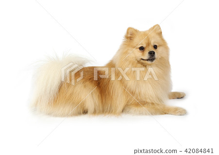 Purebred Pomeranian dog on a white background 42084841